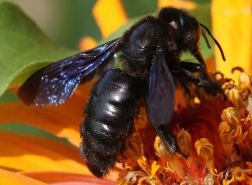 Réf. 221 312 : Xylocopa violacea